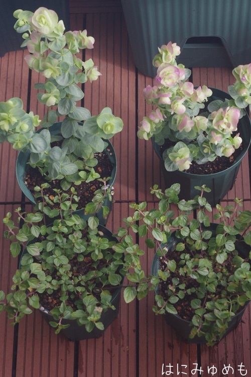 新顔の草花 はにみゅめも 新顔の草花 はにみゅめも