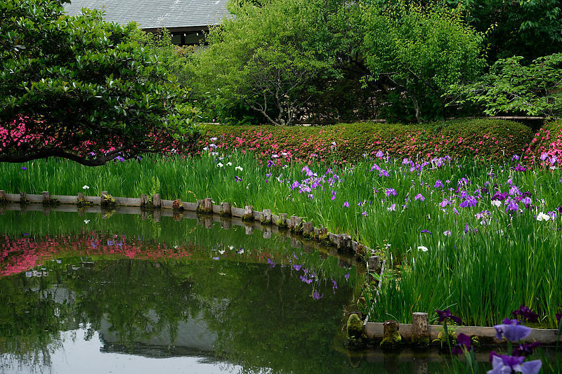 花菖蒲と皐月@梅宮大社_f0032011_19055300.jpg
