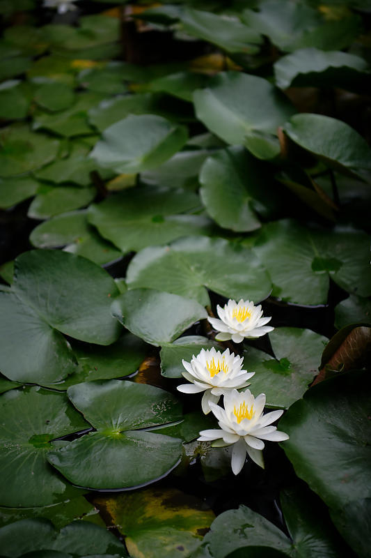 花菖蒲と皐月@梅宮大社_f0032011_19055370.jpg