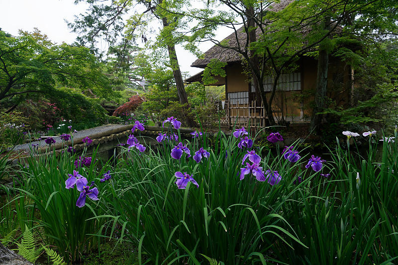 花菖蒲と皐月@梅宮大社_f0032011_19055392.jpg