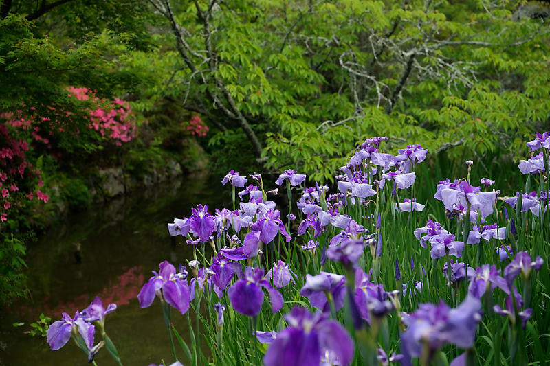 花菖蒲と皐月@梅宮大社_f0032011_19055394.jpg