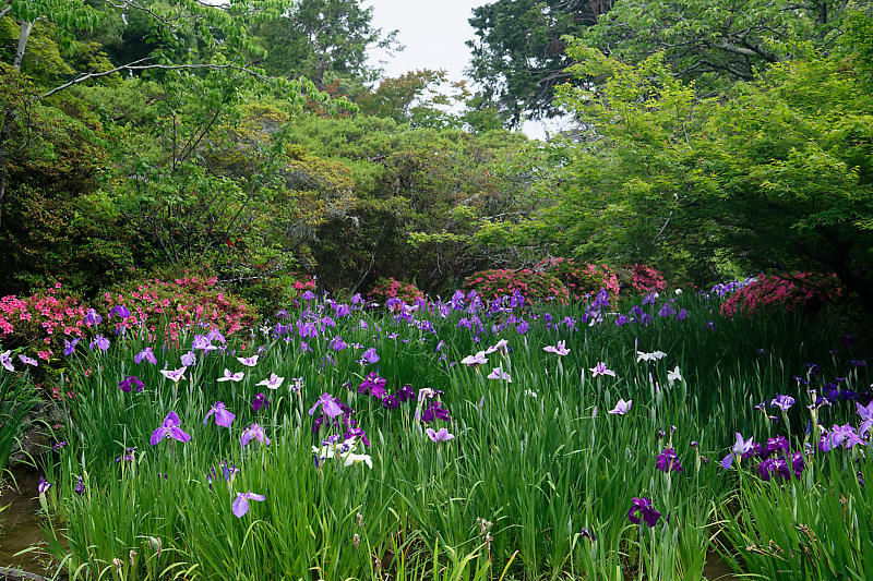 花菖蒲と皐月@梅宮大社_f0032011_19071569.jpg
