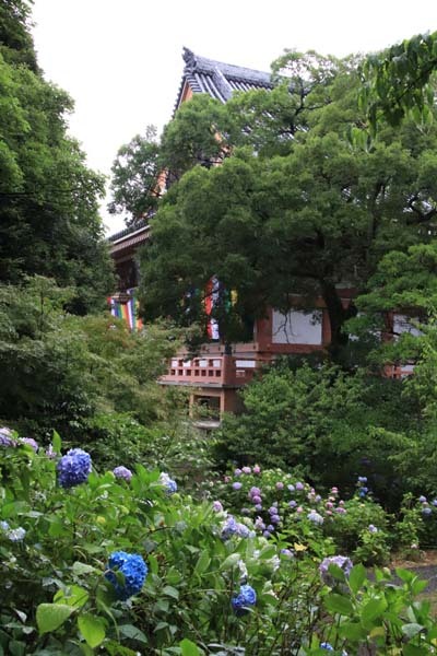 智積院　あじさいが盛り_e0048413_20305337.jpg