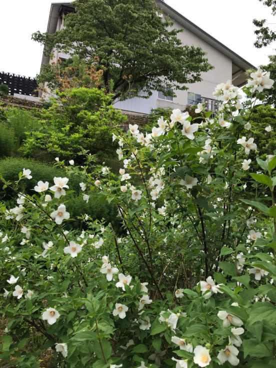 ようやく雨が降りだした。_f0067514_15531082.jpg