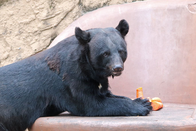 多摩動物公園サマーナイト2019①~ニンジン大好き!ツキノワグマ「ソウ」、ニホンザルの子供たち_b0355317_21260137.jpg