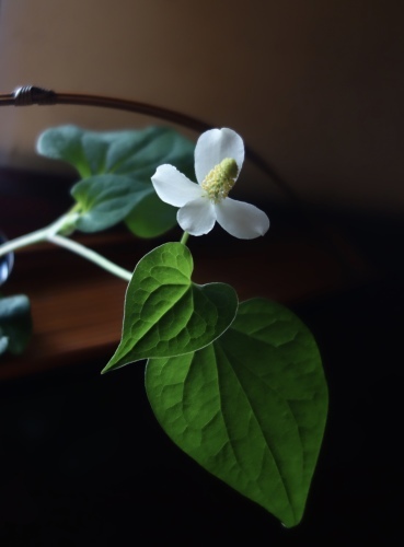 初夏のお庭の花々。桔梗とドクダミ_a0197730_01294518.jpeg