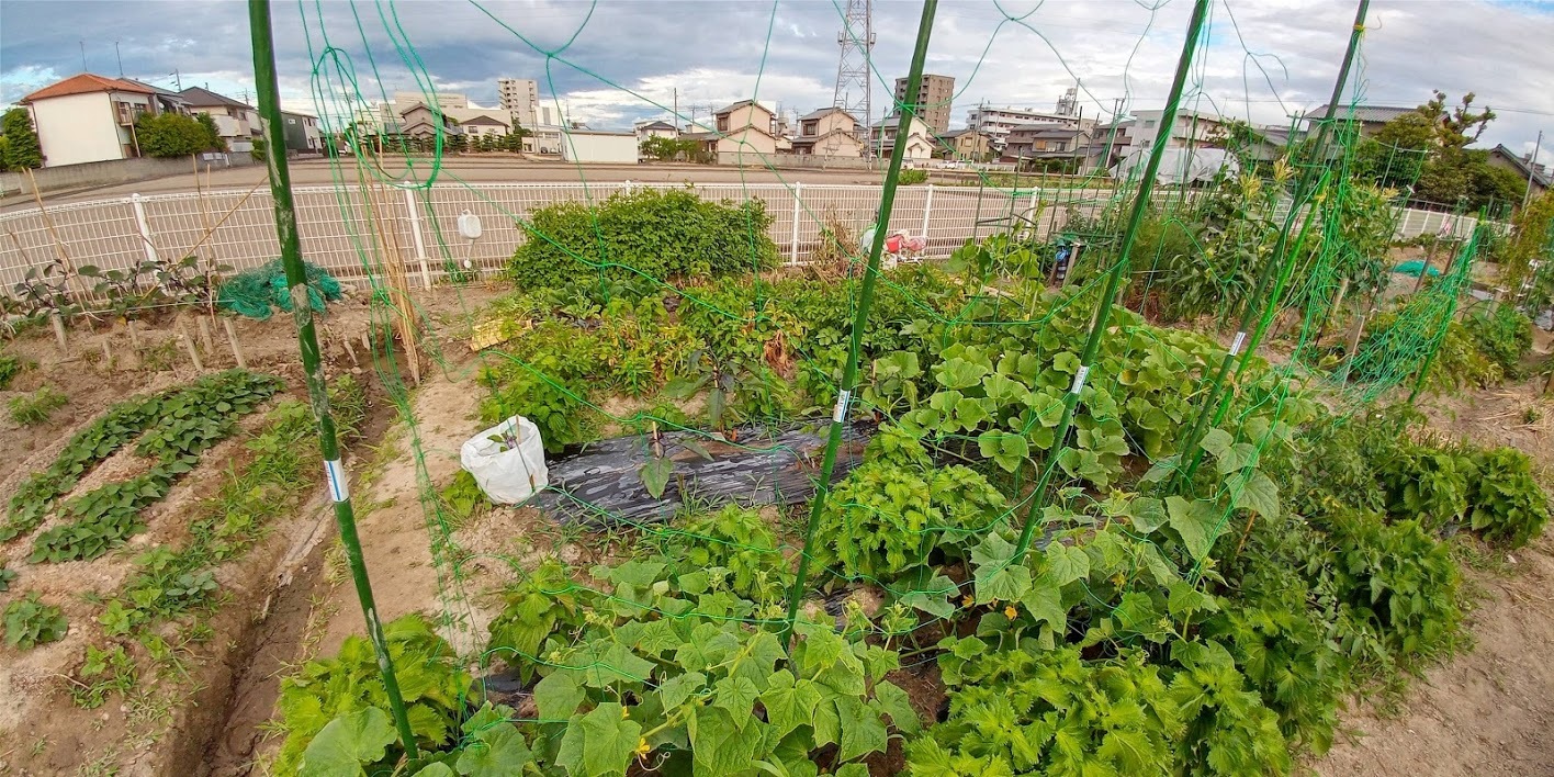 2020年6月 家庭菜園_b0211330_23562032.jpg