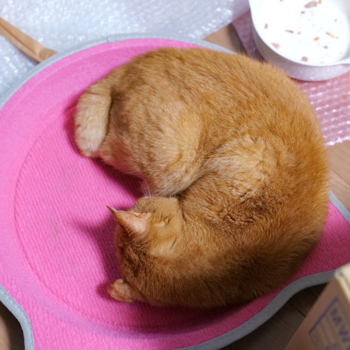 ラッキーさん のんびり寝顔_f0050534_16515425.jpg