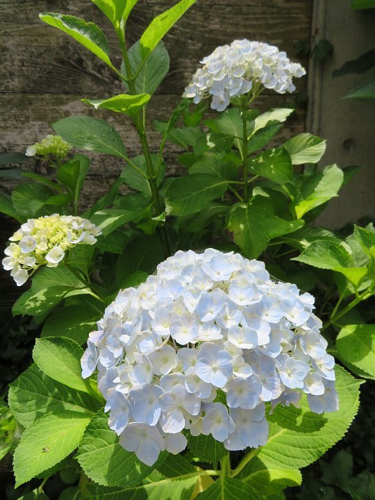 年6月19日 梅雨に咲く花 今日の風に吹かれましょう