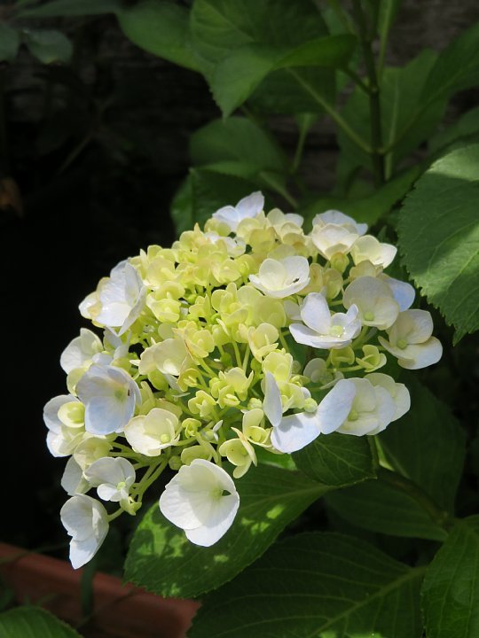 年6月19日 梅雨に咲く花 今日の風に吹かれましょう 年6月19日 梅雨に咲く花 今日の風に吹かれましょう