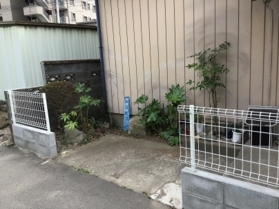 庭木剪定と除草_c0186441_19183053.jpeg