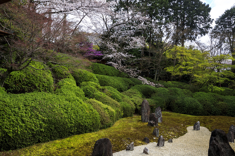 2020桜咲く京都 光明院・春景_f0155048_0123977.jpg