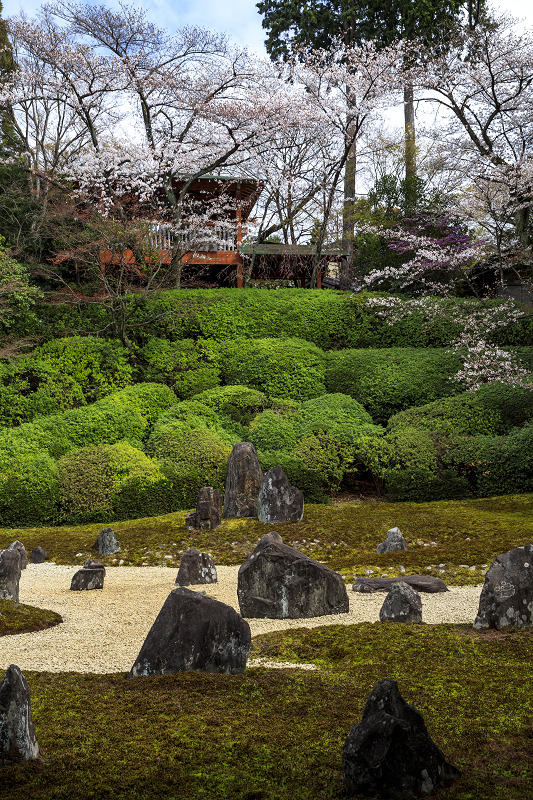 2020桜咲く京都 光明院・春景_f0155048_0133683.jpg