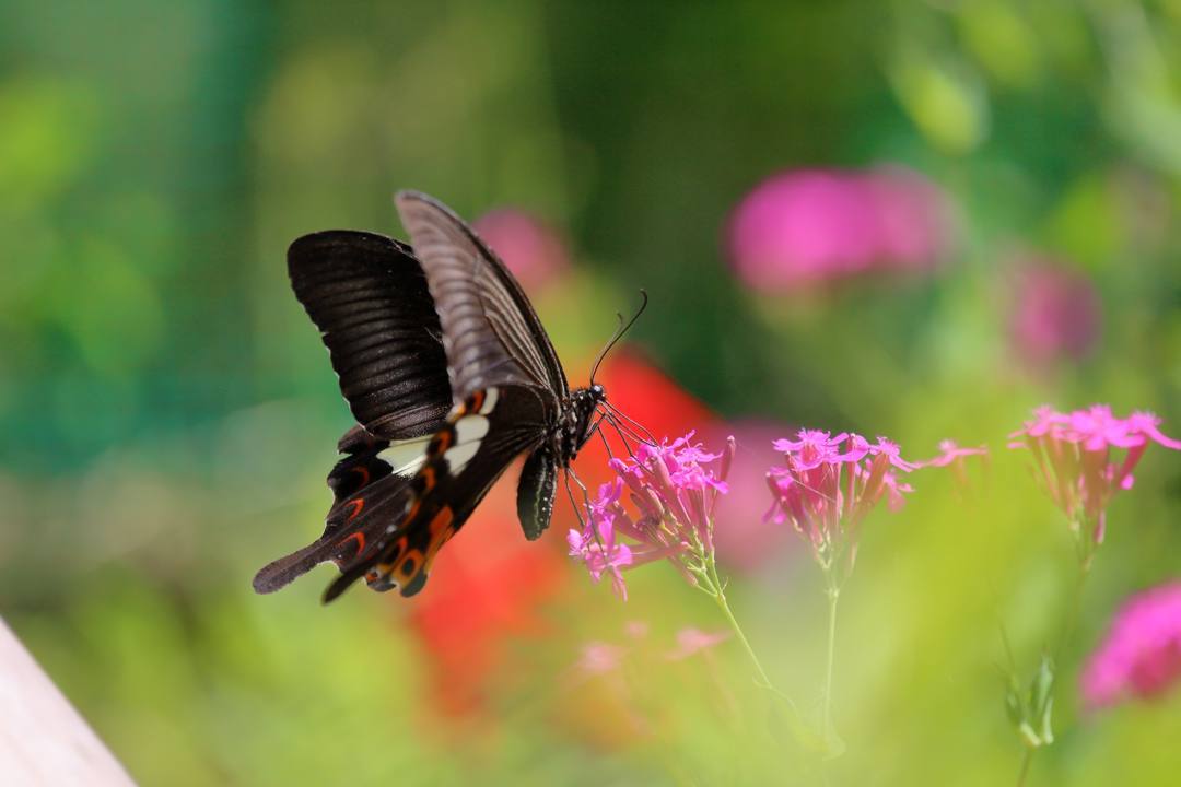 花と蝶その2_e0403850_20145031.jpg