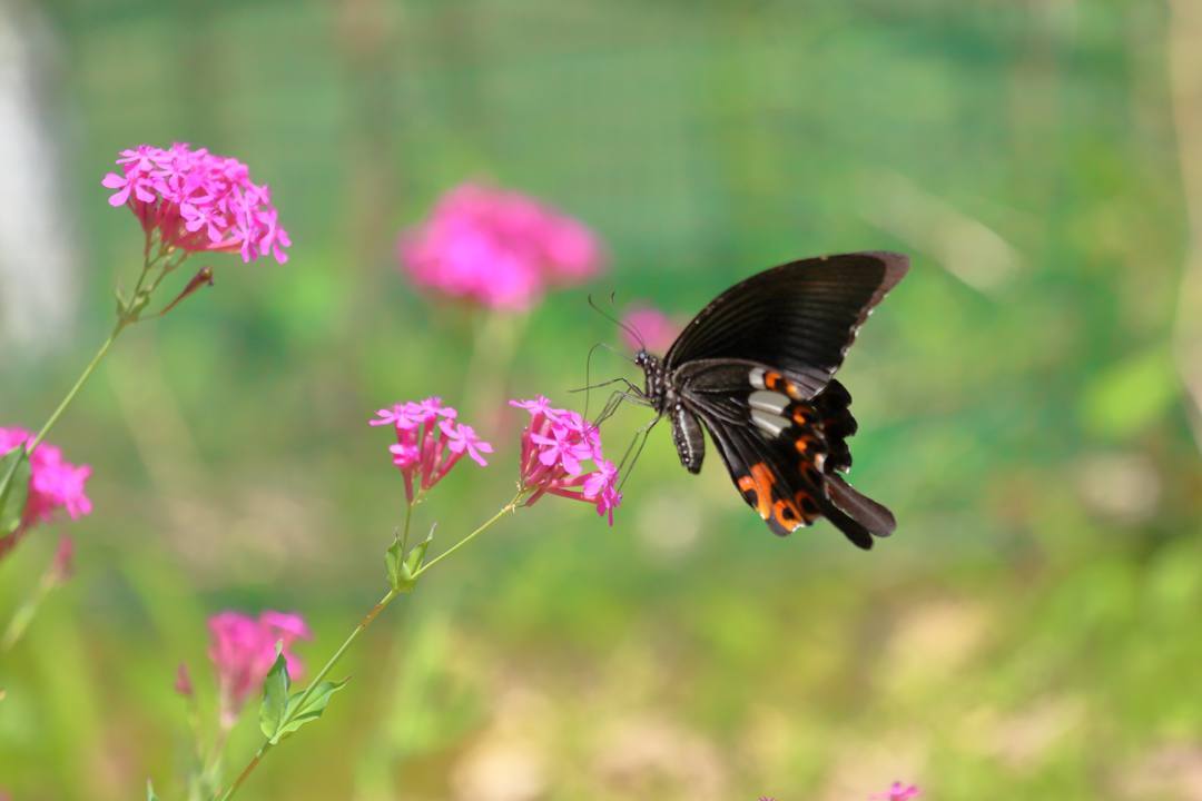 花と蝶その2_e0403850_20145590.jpg