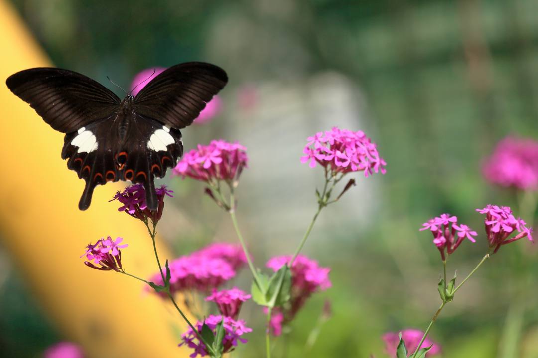 花と蝶その2_e0403850_20150050.jpg