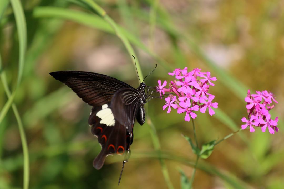 花と蝶その2_e0403850_20150801.jpg