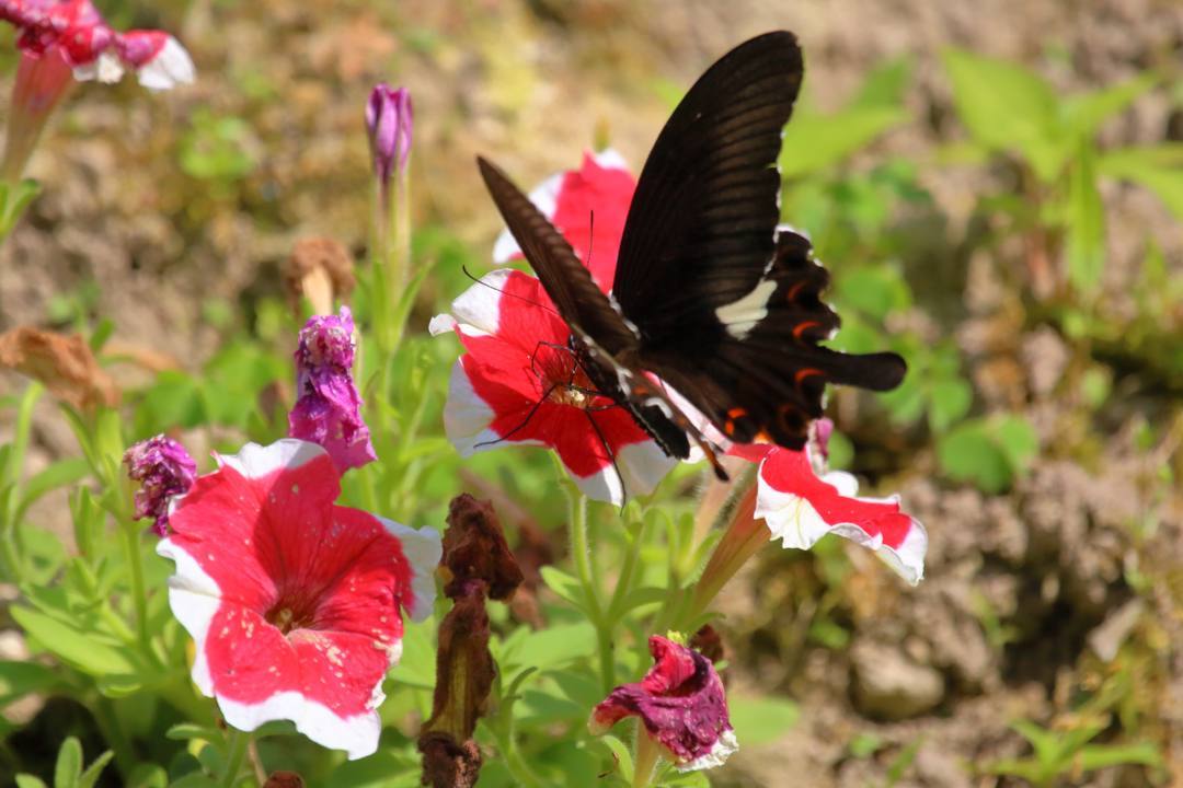 花と蝶その2_e0403850_20151225.jpg