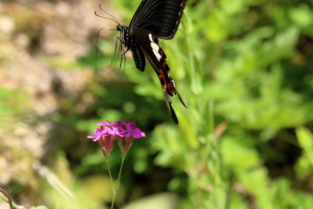 花と蝶その2_e0403850_20152667.jpg