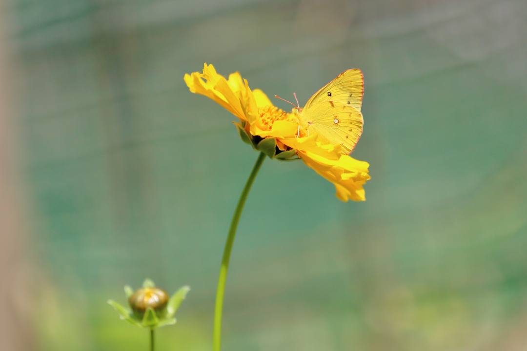 花と蝶その2_e0403850_20153684.jpg