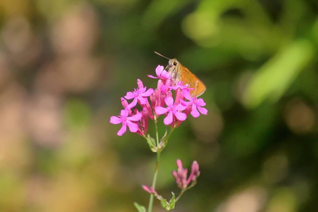 花と蝶その2_e0403850_20153983.jpg