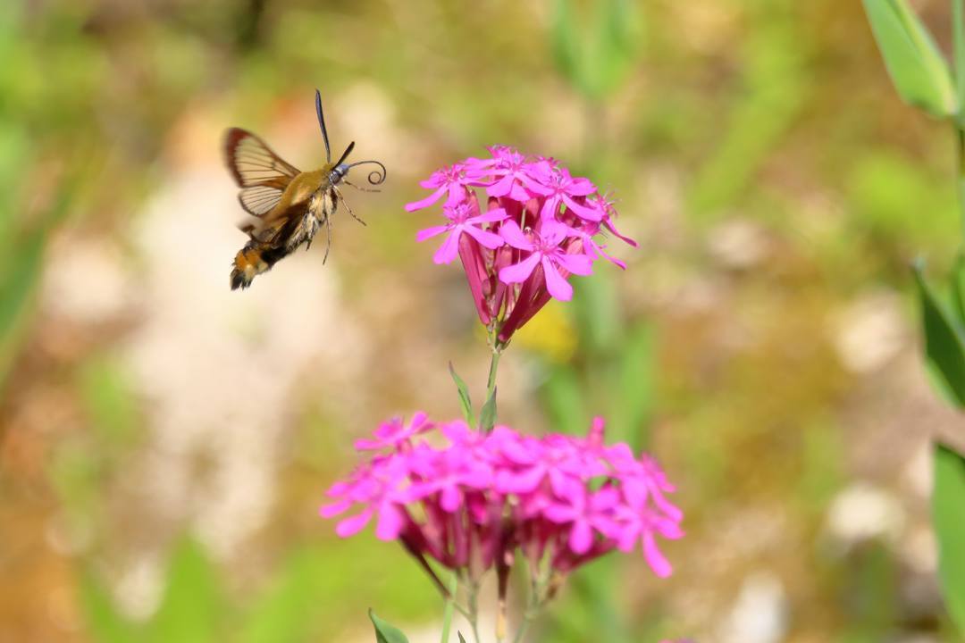 花と蝶その2_e0403850_20155295.jpg