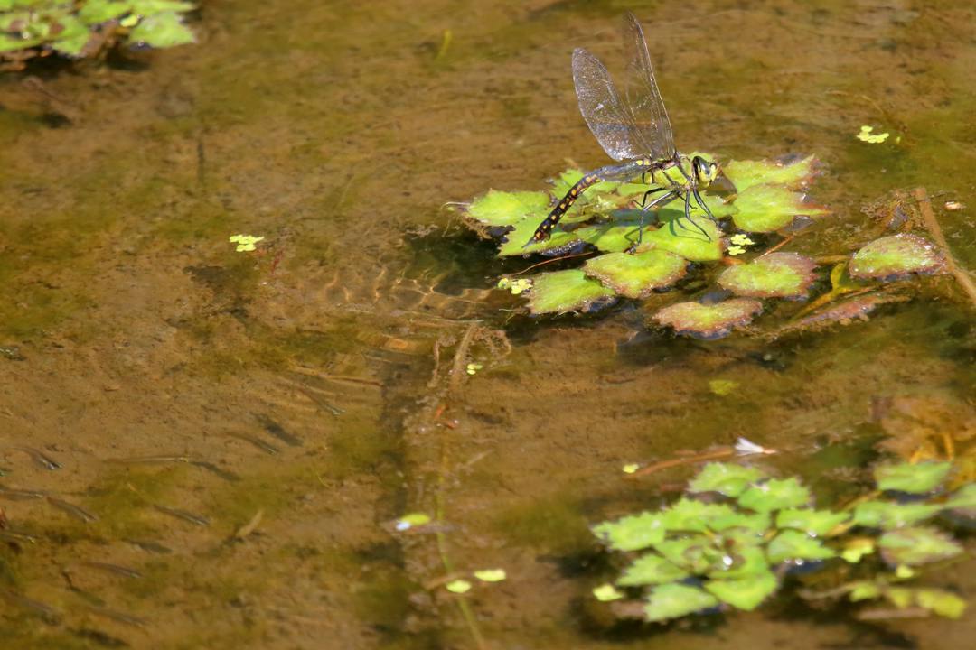 花と蝶その2_e0403850_20160298.jpg