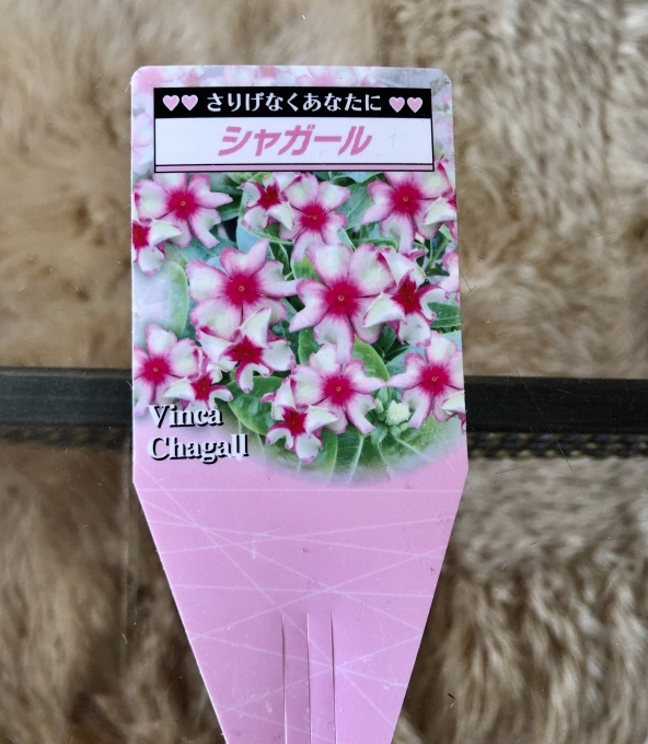 名前を見て欲しくなった花苗とカラーオブジュピターが咲きました♫_a0396654_08362421.jpeg