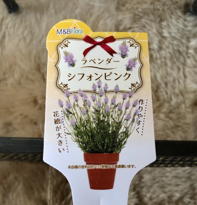 名前を見て欲しくなった花苗とカラーオブジュピターが咲きました♫_a0396654_08380637.jpeg