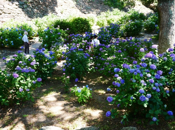 　　和歌山城公園 アジサイ園　　２０２４-０６-１２　００：００　（２０２０年６月７日撮影）_b0093754_22535580.jpg