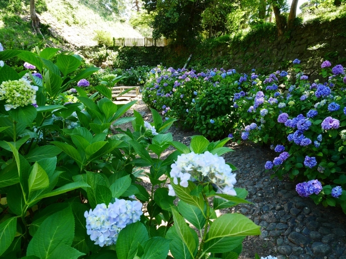 　　和歌山城公園 アジサイ園　　２０２４-０６-１２　００：００　（２０２０年６月７日撮影）_b0093754_22540577.jpg
