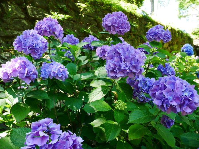 　　和歌山城公園 アジサイ園　　２０２４-０６-１２　００：００　（２０２０年６月７日撮影）_b0093754_22545555.jpg