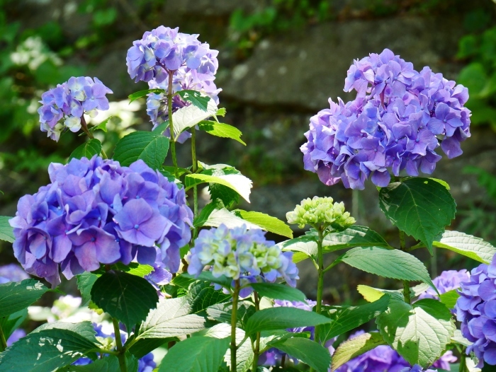 　　和歌山城公園 アジサイ園　　２０２４-０６-１２　００：００　（２０２０年６月７日撮影）_b0093754_22551639.jpg