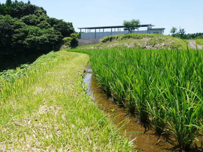 菊池水源棚田米 水にこだわる匠の田植え(2022)_a0254656_19051483.jpg