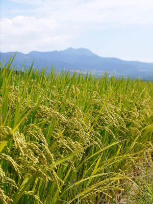 菊池水源棚田米 水にこだわる匠の田植え(2022)_a0254656_19074219.jpg