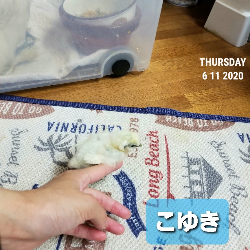 烏骨鶏のヒヨコ　生後11日目_a0396271_13542764.jpg