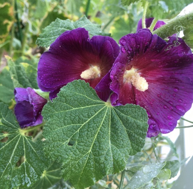 一重の立葵と生け花_e0350971_23100899.jpg