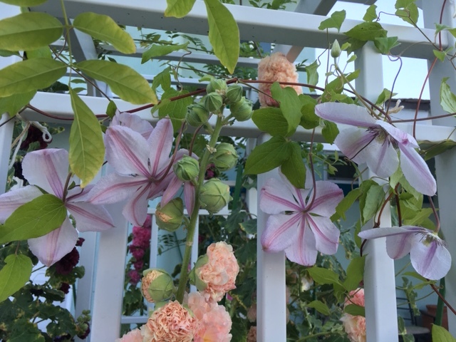 一重の立葵と生け花_e0350971_23114751.jpg