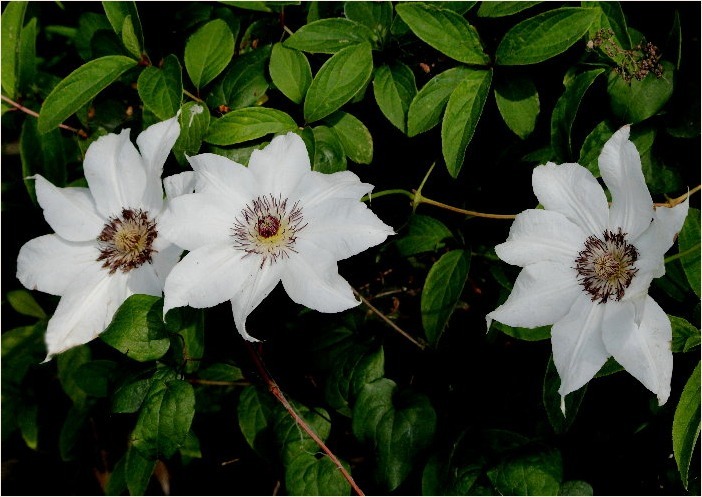 ☆ 季節の花・・・カザグルマ・ササユリなど ☆_f0181173_13273344.jpg