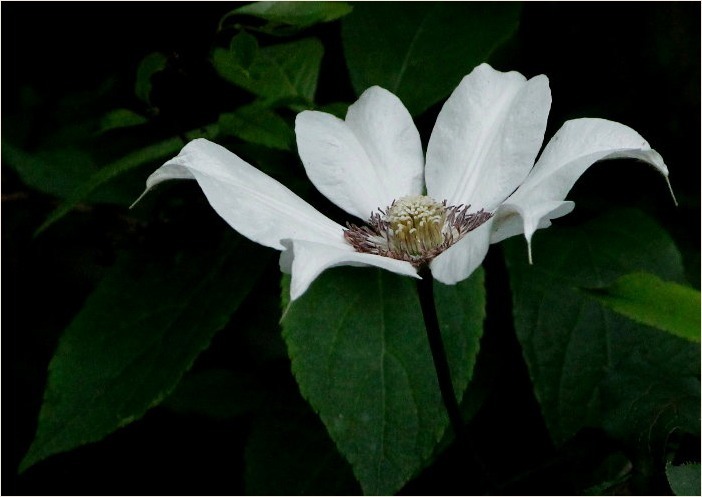 ☆ 季節の花・・・カザグルマ・ササユリなど ☆_f0181173_13274296.jpg