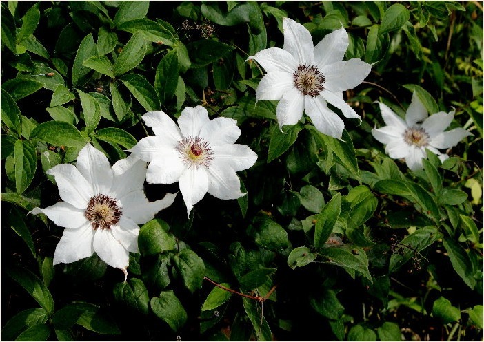 ☆ 季節の花・・・カザグルマ・ササユリなど ☆_f0181173_13290777.jpg