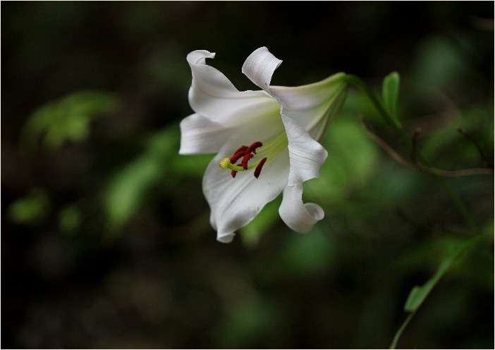 ☆ 季節の花・・・カザグルマ・ササユリなど ☆_f0181173_13385680.jpg