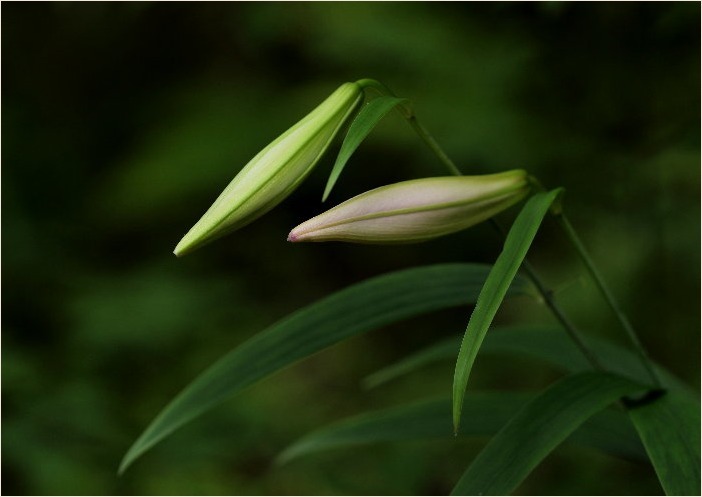 ☆ 季節の花・・・カザグルマ・ササユリなど ☆_f0181173_13390779.jpg