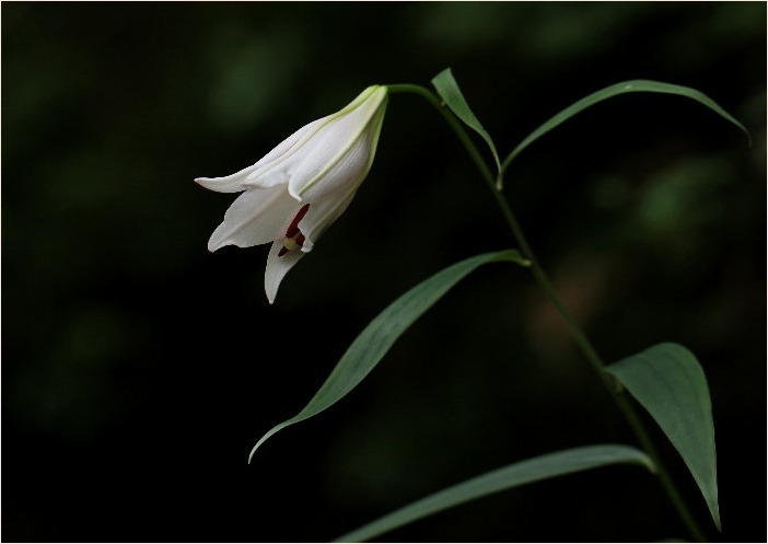 ☆ 季節の花・・・カザグルマ・ササユリなど ☆_f0181173_13391997.jpg