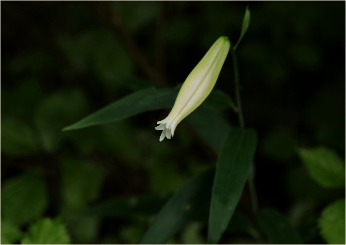 ☆ 季節の花・・・カザグルマ・ササユリなど ☆_f0181173_13393056.jpg