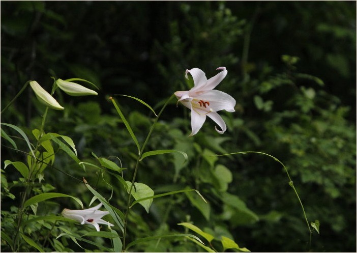 ☆ 季節の花・・・カザグルマ・ササユリなど ☆_f0181173_13394274.jpg