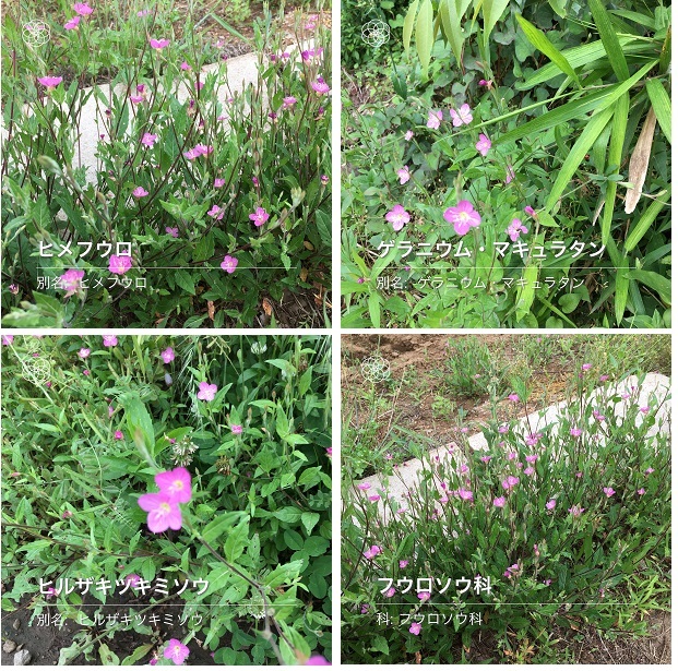 ハナノナイロイロ_b0019674_14453588.jpg