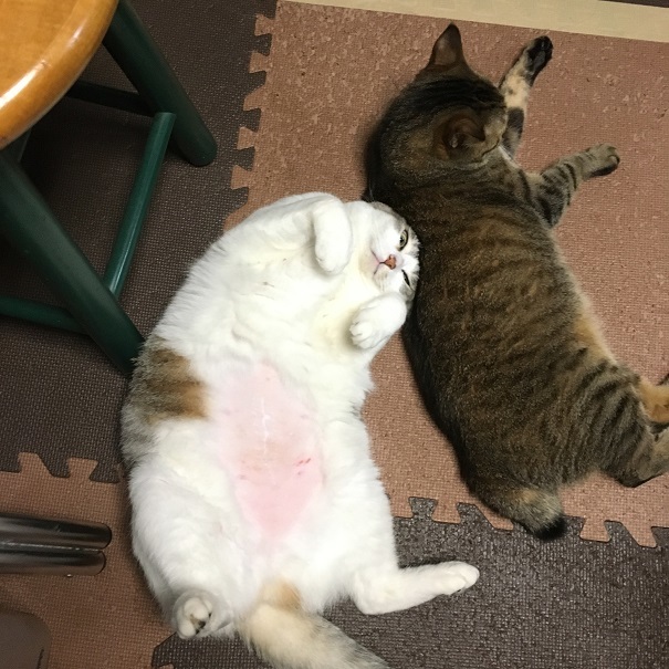 小町とむふ子さん_b0019674_15415290.jpg