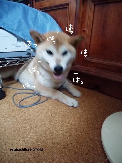 身を隠す訳とは 赤柴 の ほとり 身を隠す訳とは 赤柴 の ほとり