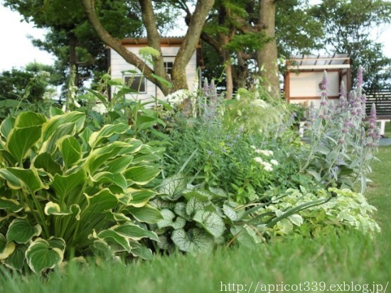 梅雨入り前の庭しごと 宿根草の切り戻し_c0293787_11522193.jpg